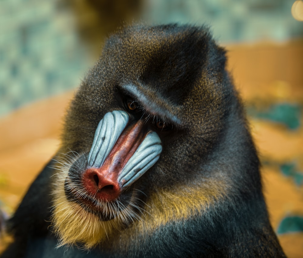 portrait of gray monkey