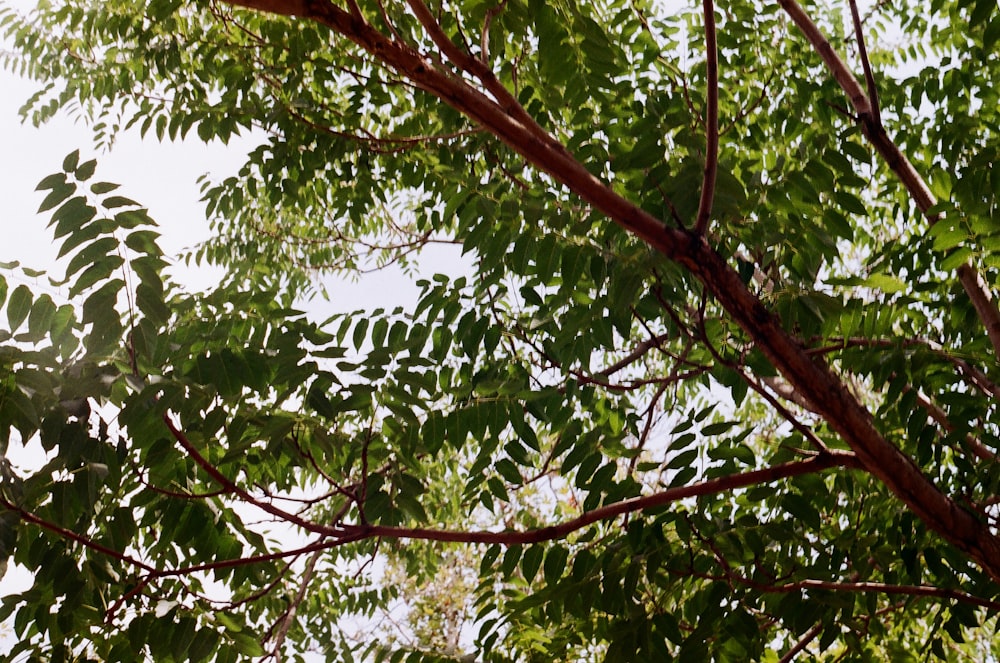 low angle photography of green-leafed tree