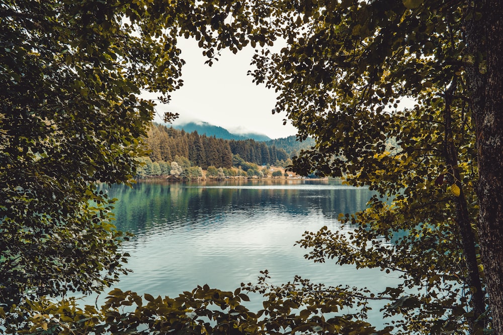 trees and lake during day