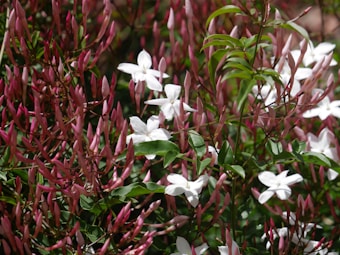 A vibrant cluster of white jasmine flowers is interspersed with numerous pink buds and lush green leaves, capturing a sense of freshness and vitality in a natural setting.
