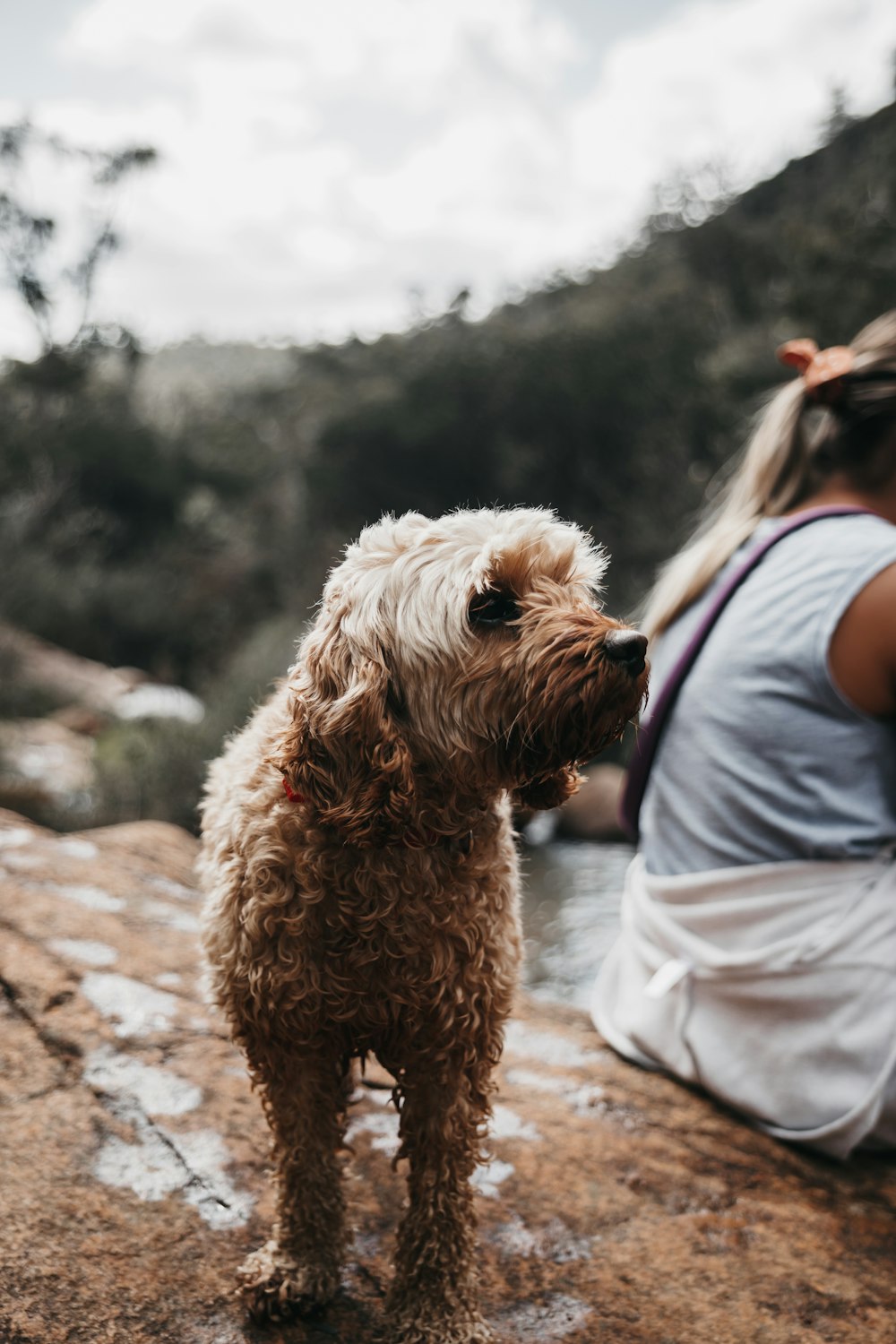 short-coat brown dog