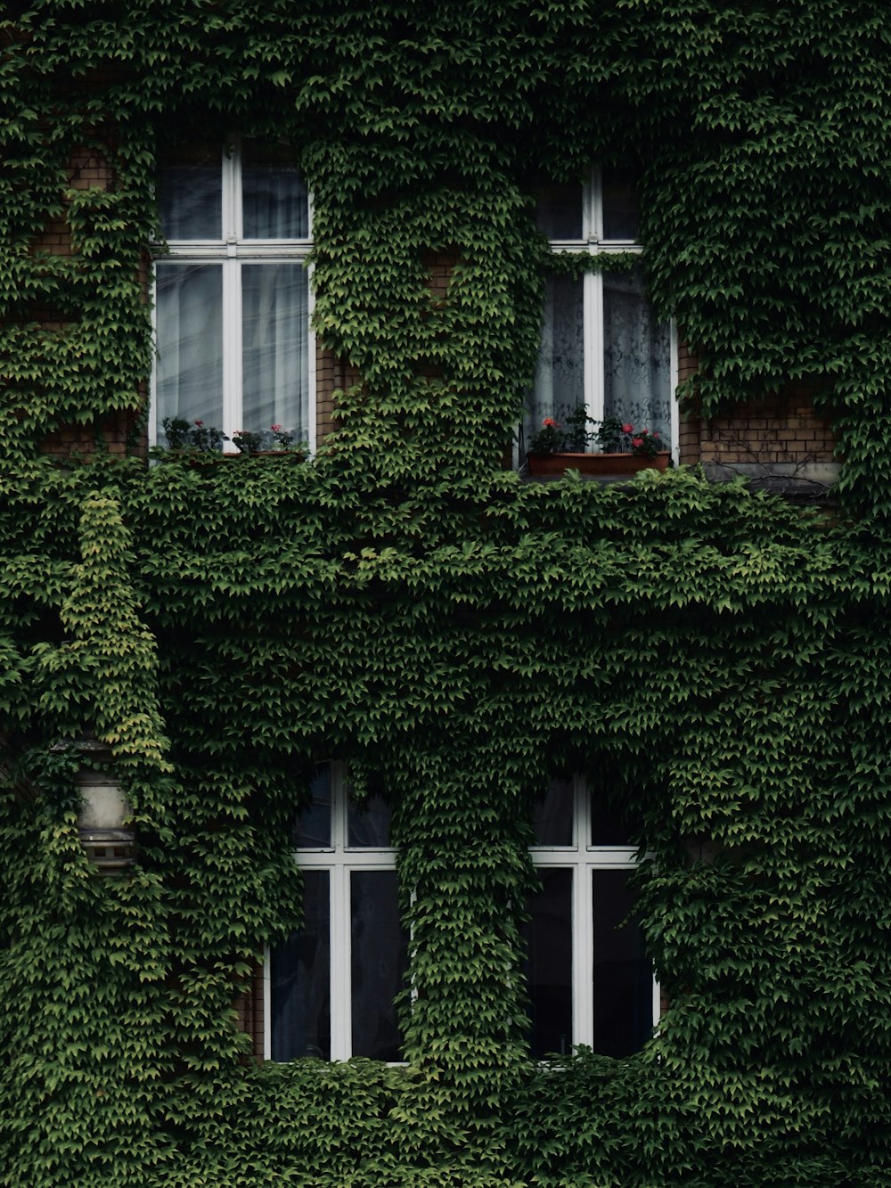 green vines on house wall near windows
