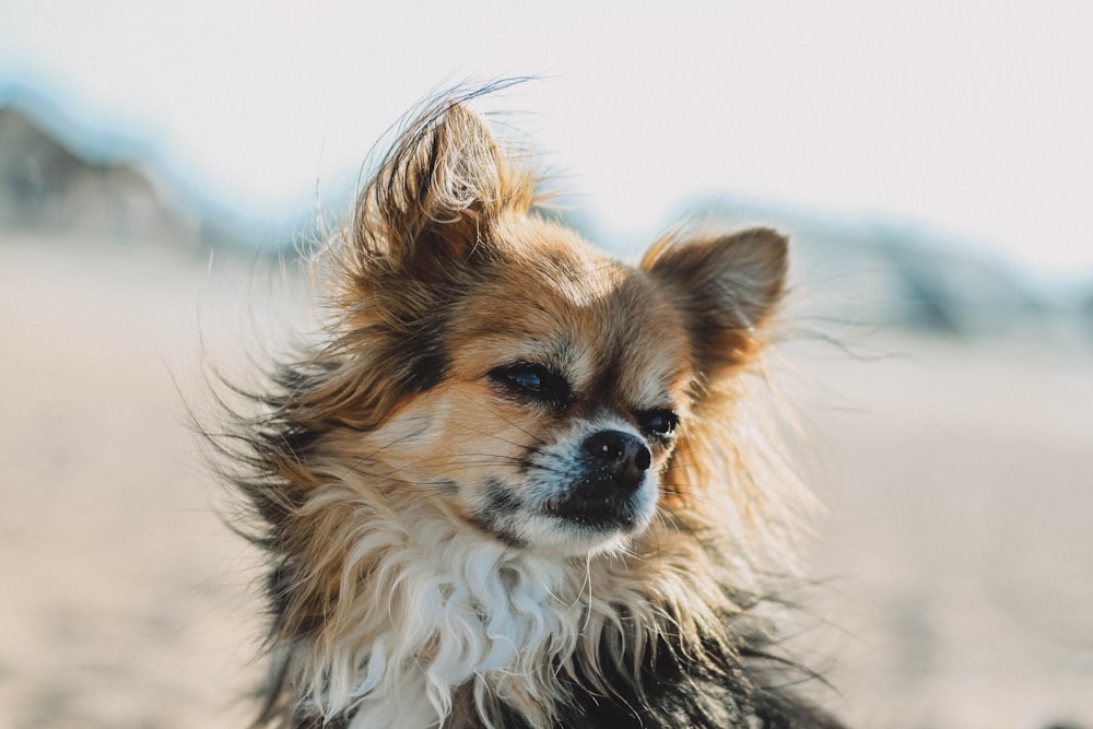 medium-coated brown and black dog