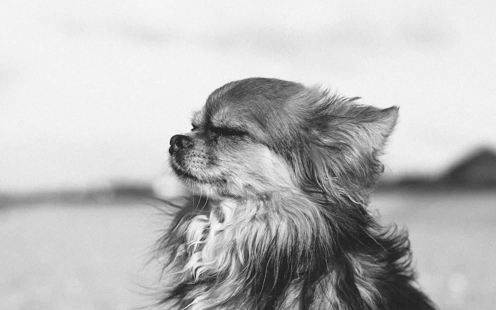 grayscale photo of long-coated dog