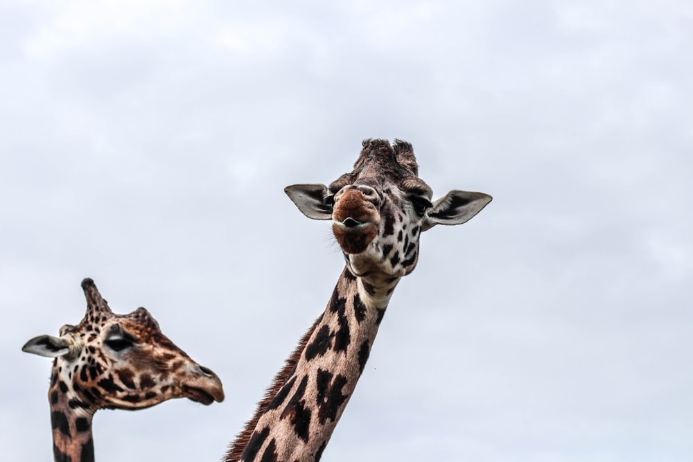 two giraffes during day