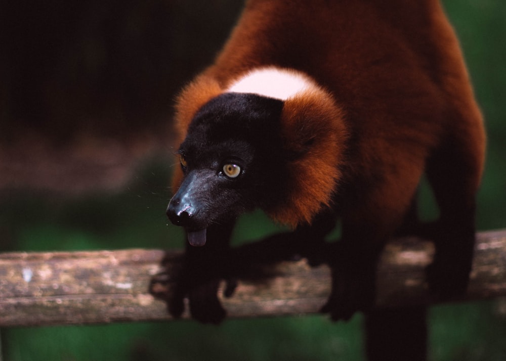 Selektive Fokusfotografie von braunen und schwarzen Affen bei Tag