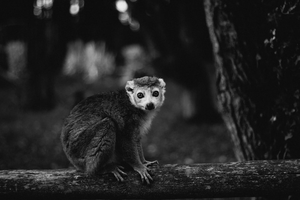 grayscale photography of a monkey