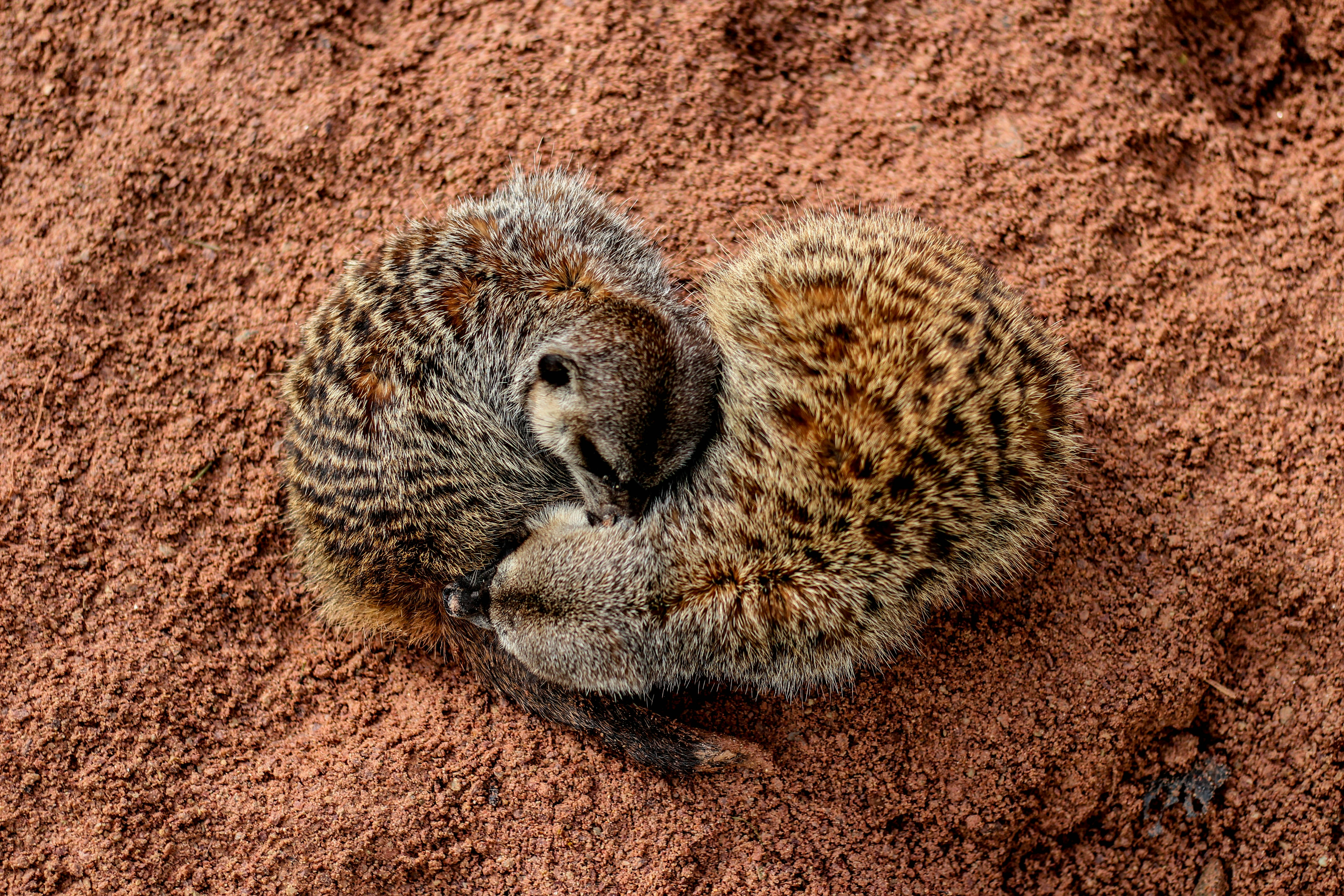 brown and black animal lying on soil