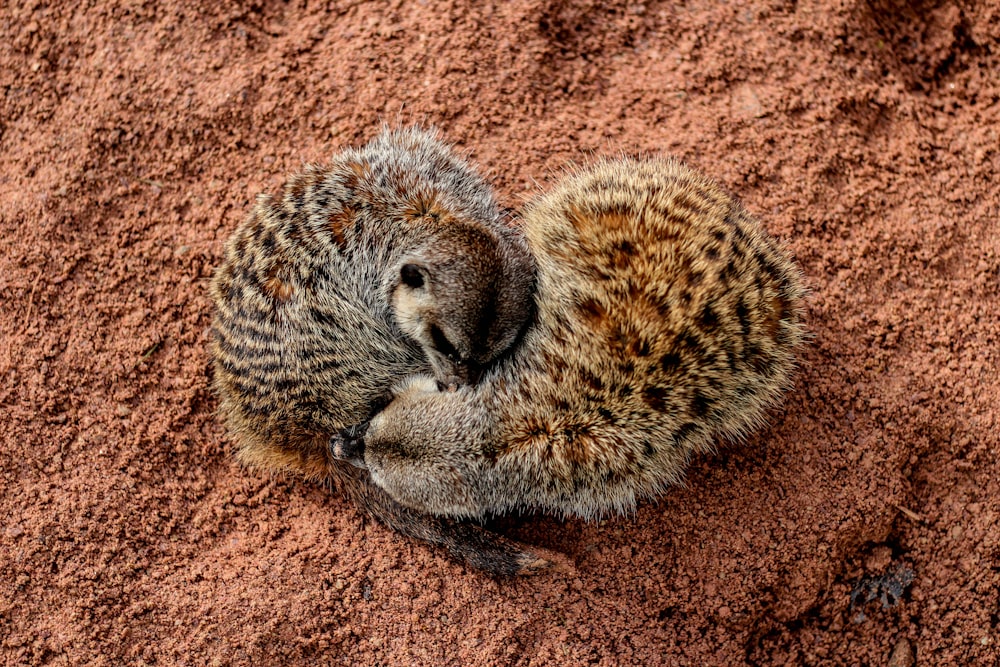 brown and black animal lying on soil