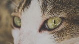 A close-up of a cat's face focusing on its green eyes and whiskers, with fur in shades of brown, white, and black.