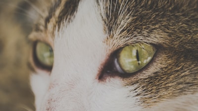 A close-up of a cat's face focusing on its green eyes and whiskers, with fur in shades of brown, white, and black.