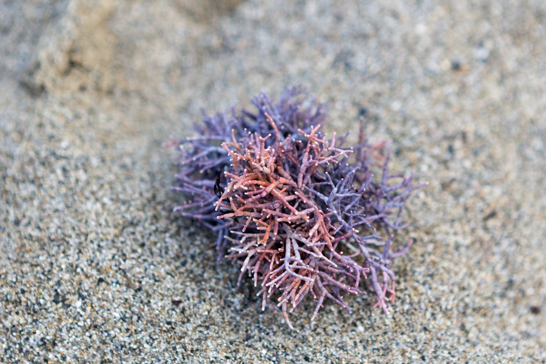 purple sea urchin