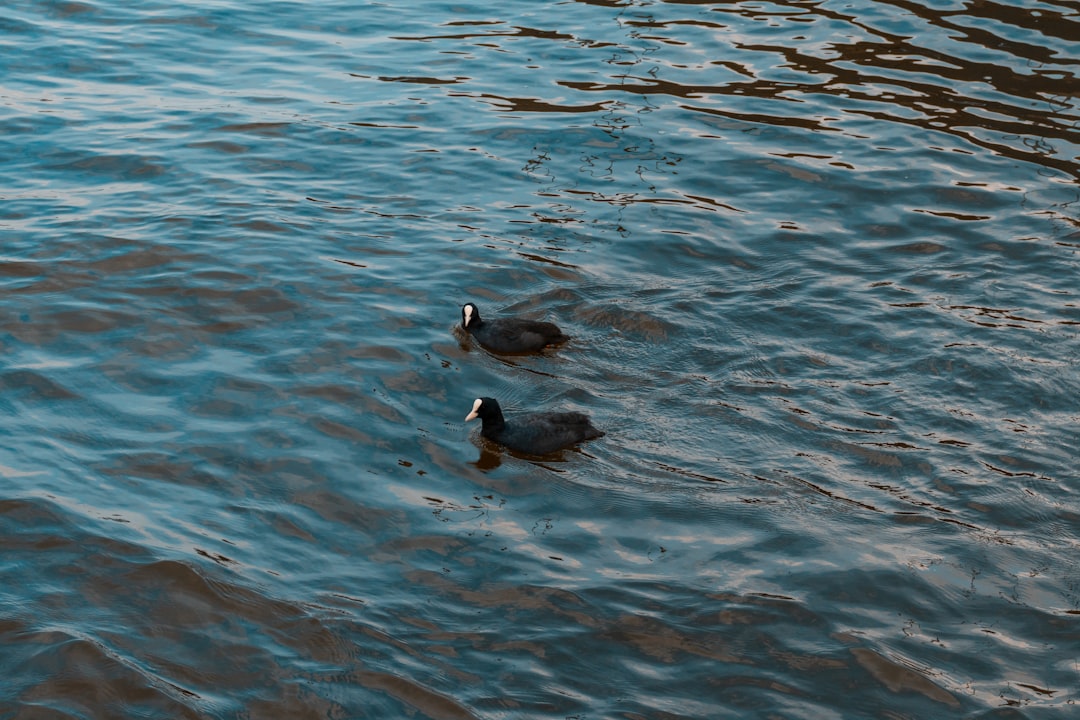 two black ducks on body of water