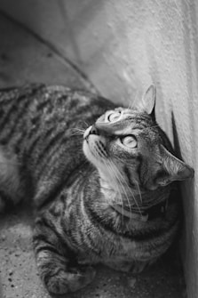 A black and white photograph of a tabby cat lying on a textured surface, looking upwards with wide eyes. The cat's fur is patterned with stripes, and it is wearing a collar. The background is blurred, drawing focus to the sharp detail of the cat's face and whiskers.