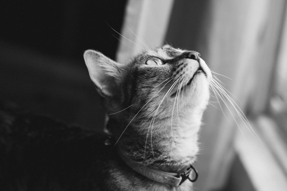 tabby cat looking upwards