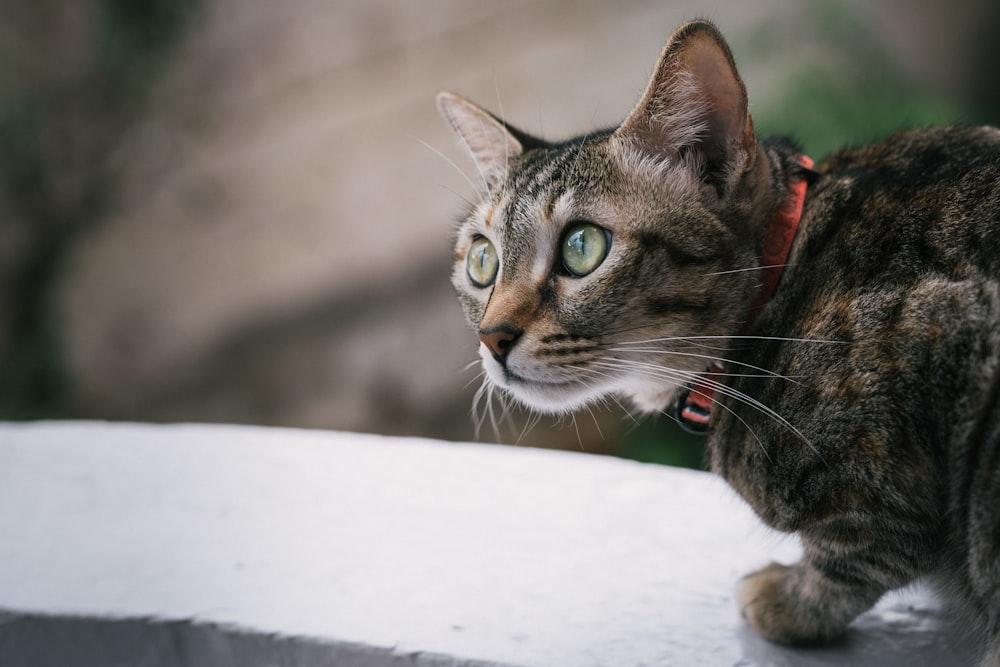 gato atigrado gris sobre superficie blanca