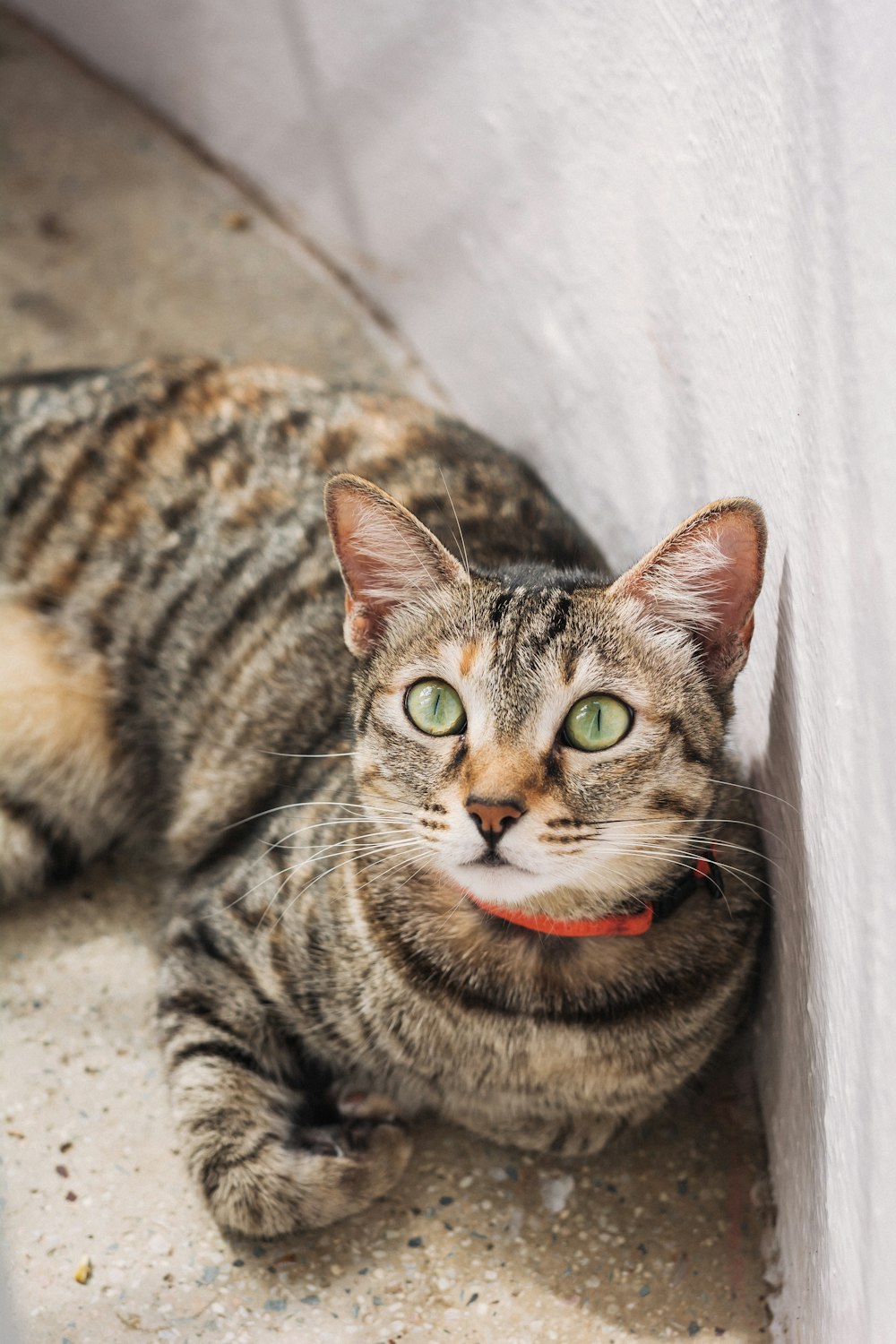 black and brown tabby cat lying down on the floor