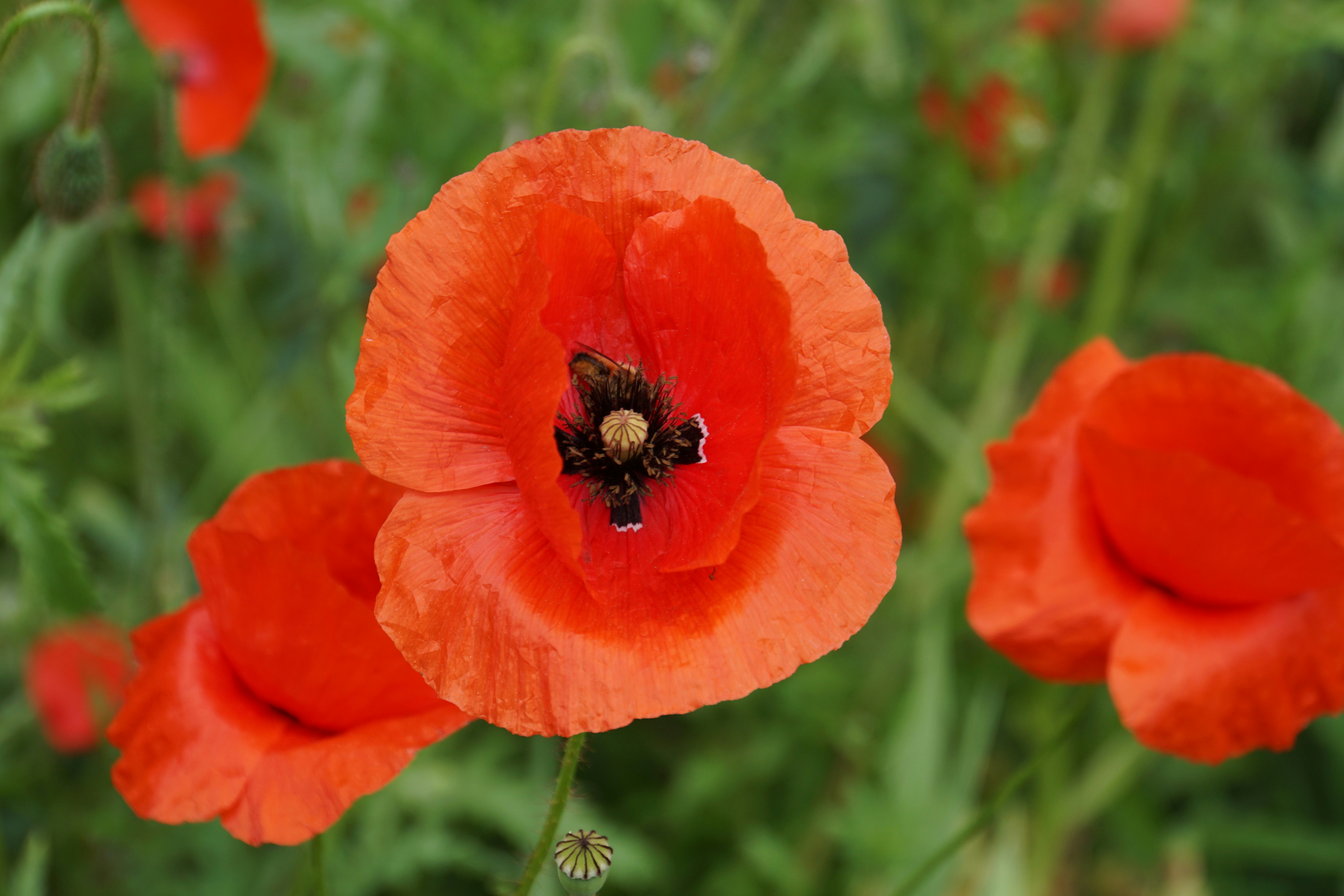 赤いポピーの花の写真 Unsplashで見つける工場の無料写真