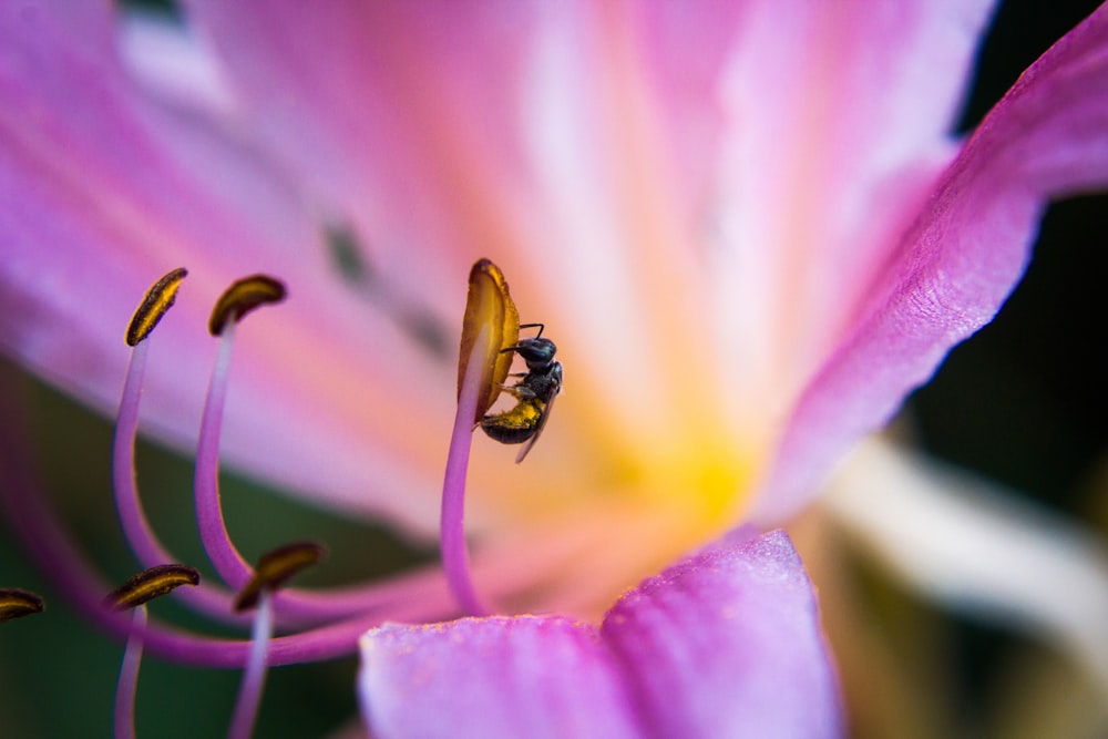 shallow focus photography of black and yellow bee