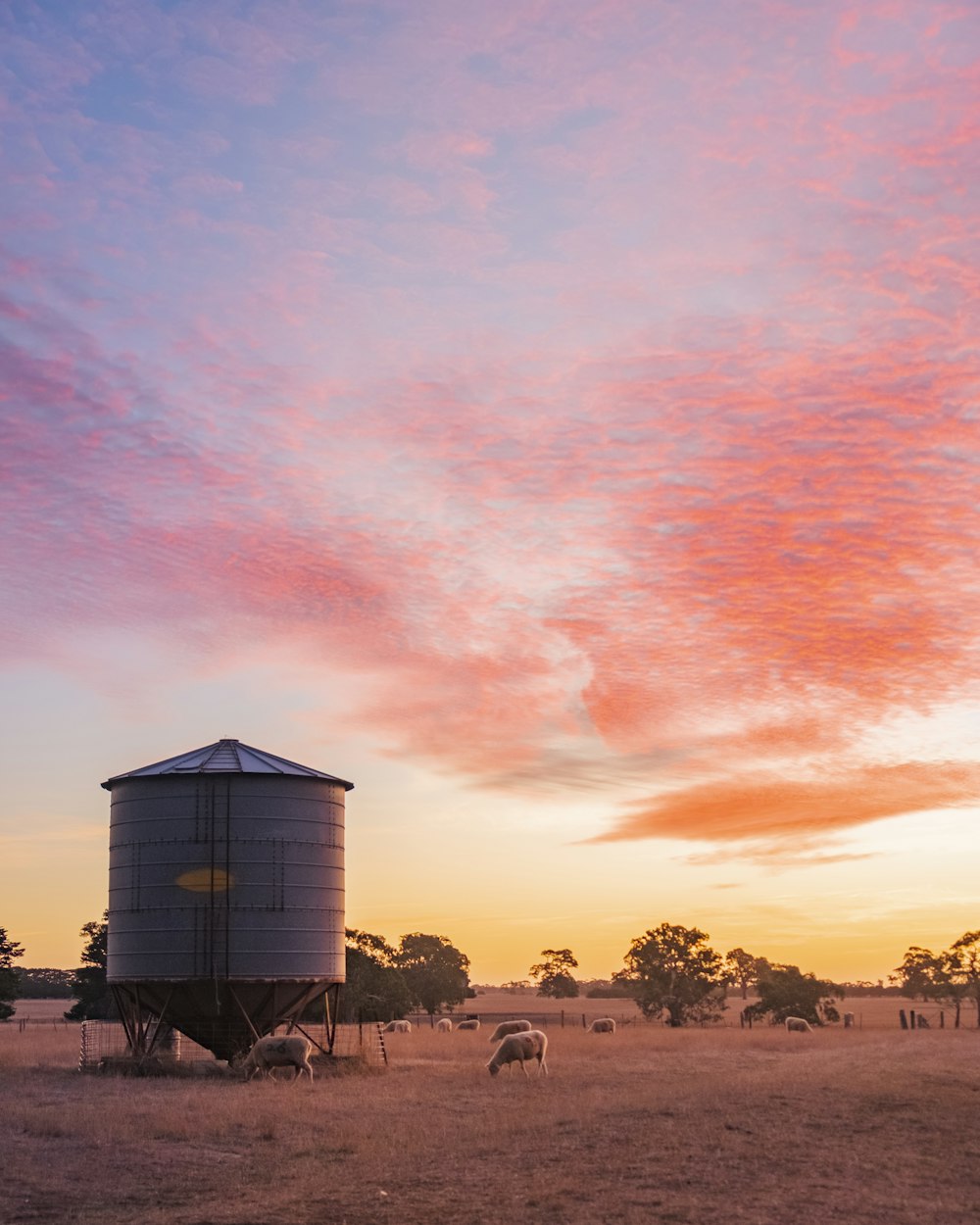 farm sunset view