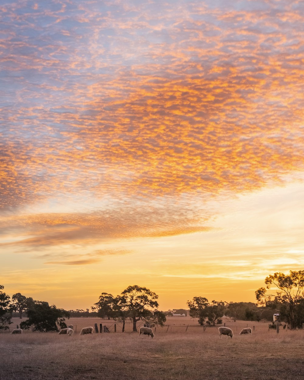 herd of sheep grazing on grass during golden hour