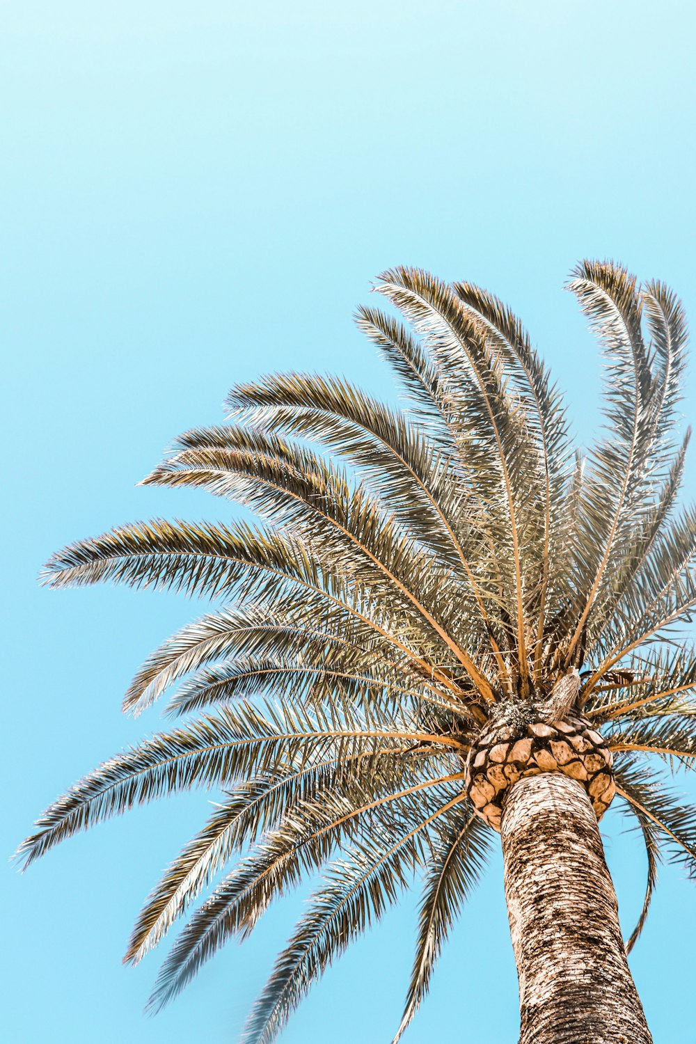 low-angle photography of a green palm tree under a calm blue sky