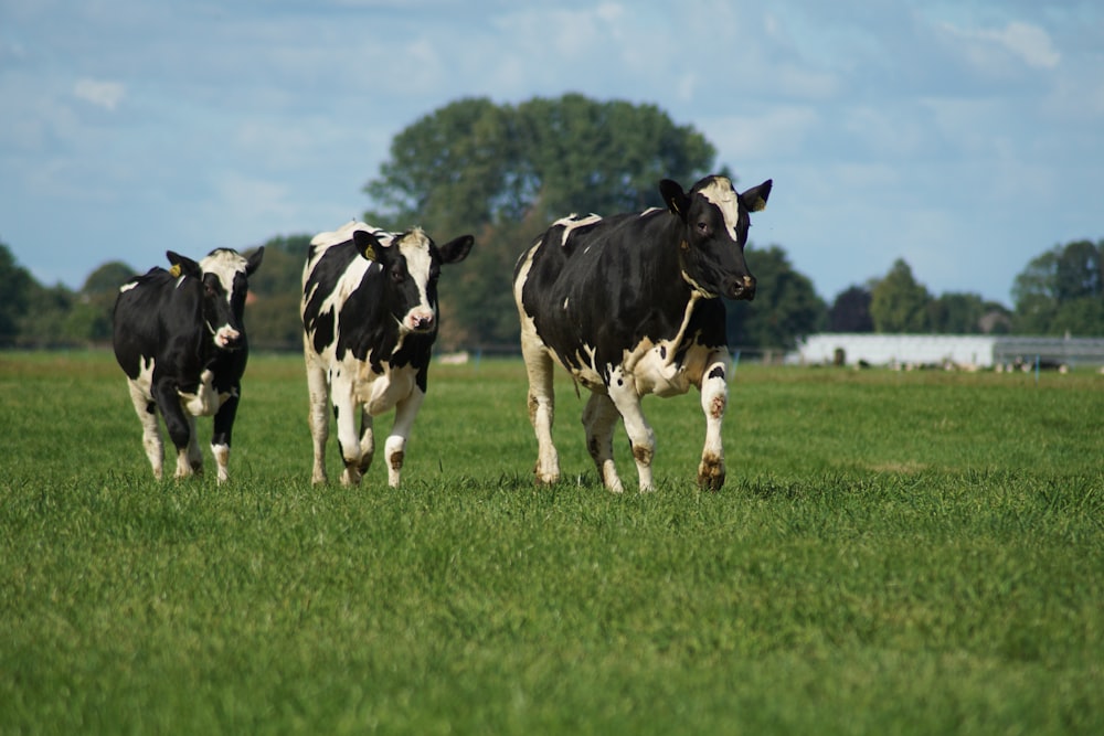 three black and white cows walking along a grass field