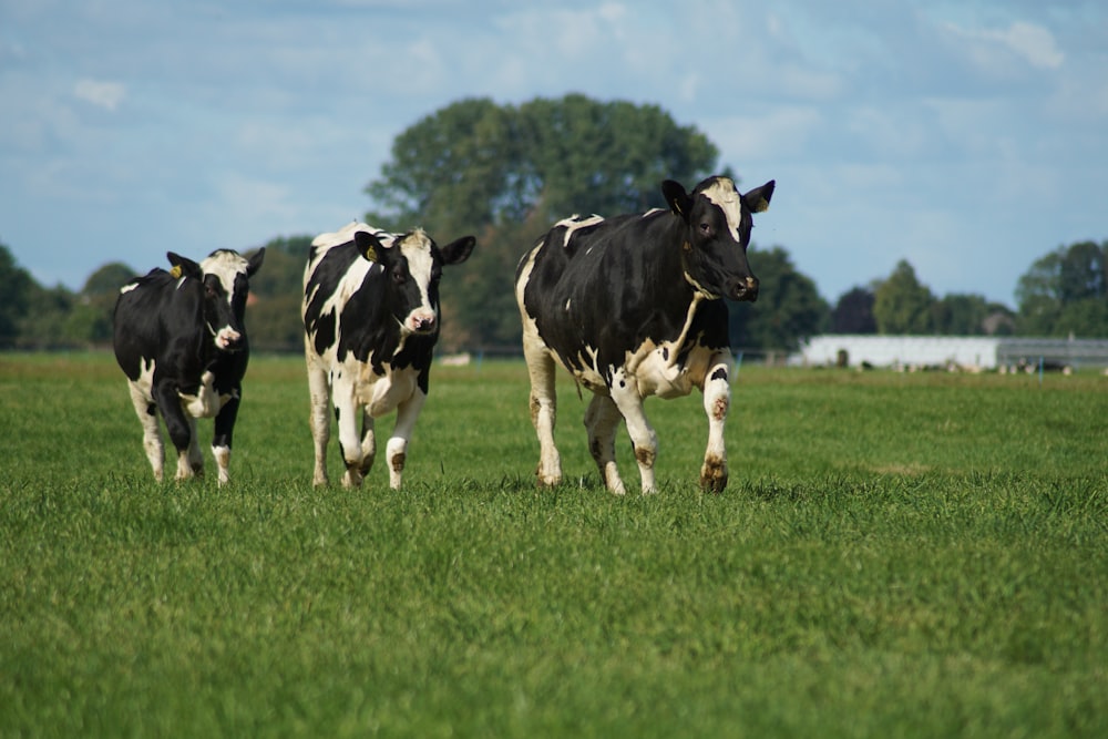 tres vacas blancas y negras caminando por un campo de hierba