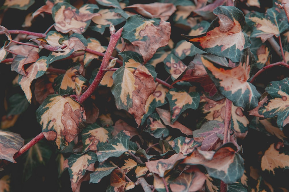 brown-and-green leaves