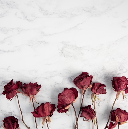 red roses on white surface