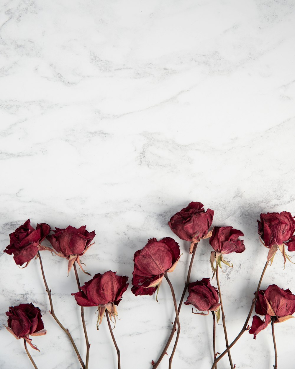 red roses on white surface