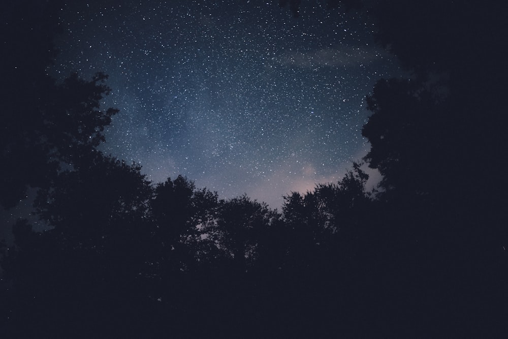 silhouette of trees under starry sky