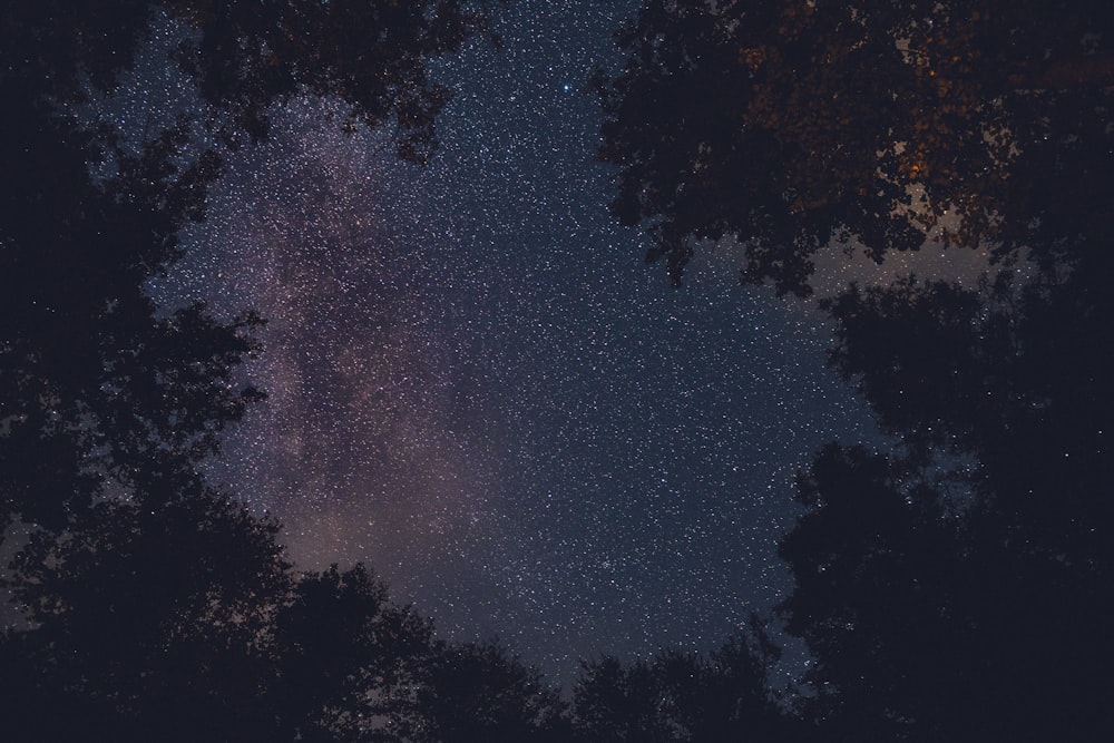 夜の星空を眺める木々