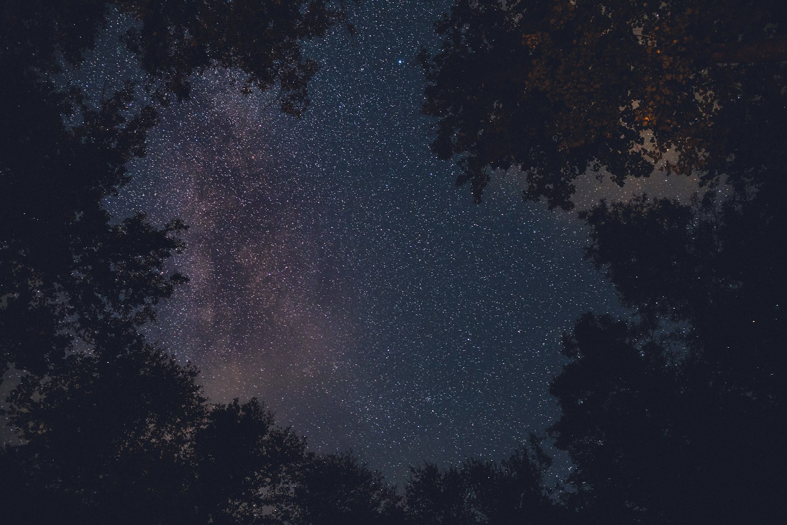 Canon EOS 5D Mark IV + Canon EF 24mm F1.4L II USM sample photo. Trees viewing stars during photography