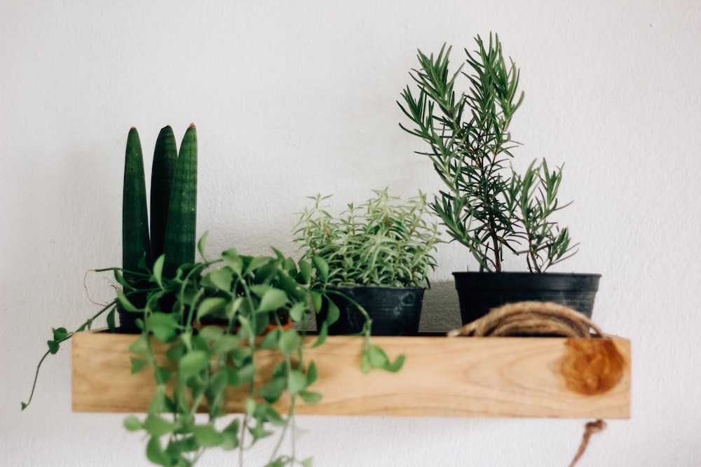 four assorted-indoor plants on brown floating shelf