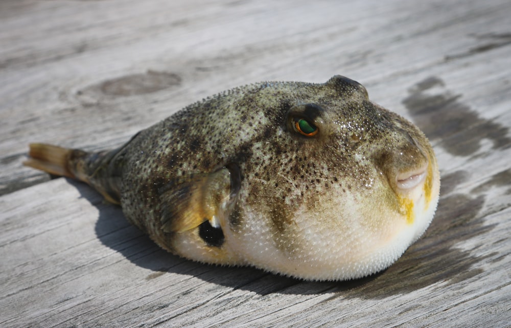 puffer fish on wooden panel