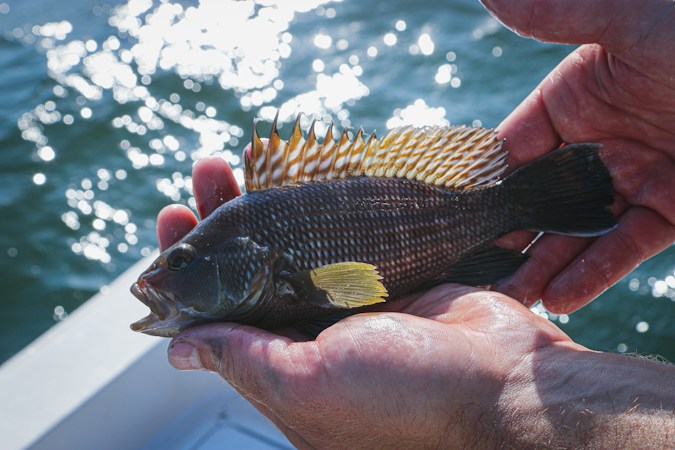 Two wet hands cradling a dark black sea bass with a spiny dorsal fin over sparkling water beside a white boat