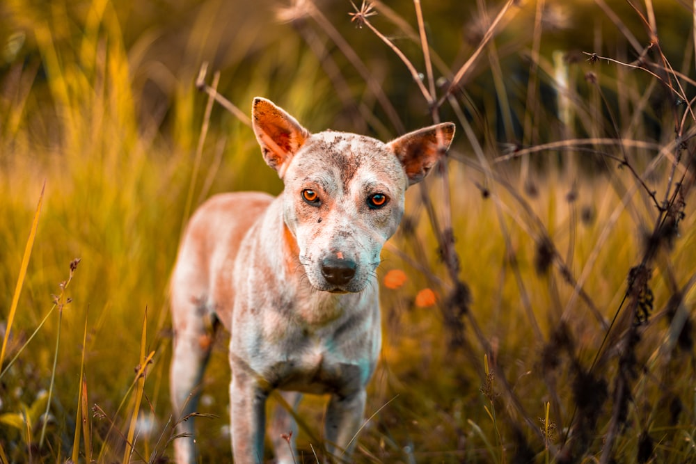 dog on grass during day