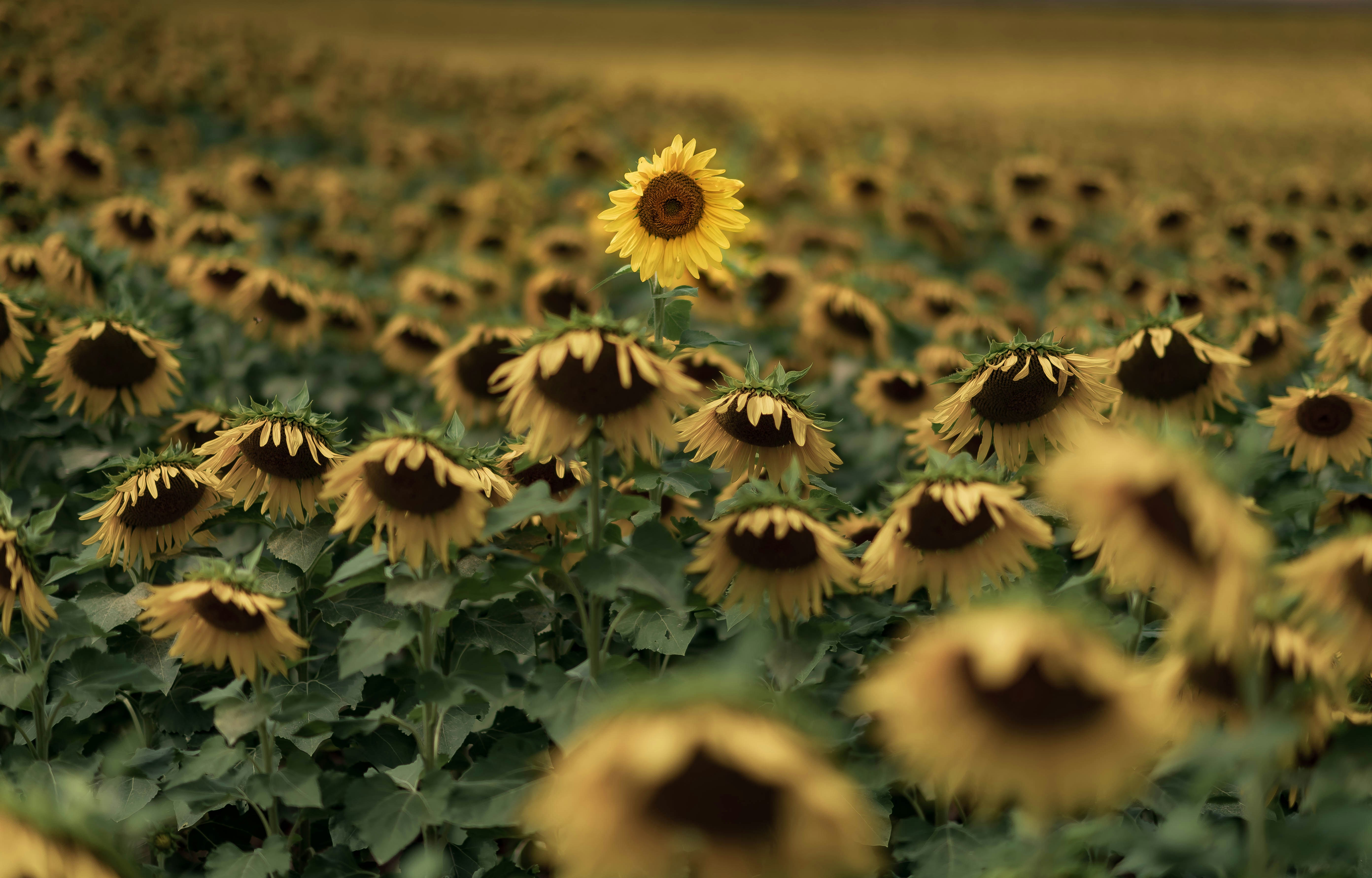 Nikon AF-S Nikkor 85mm F1.4G sample photo. Closeup photo of yellow photography