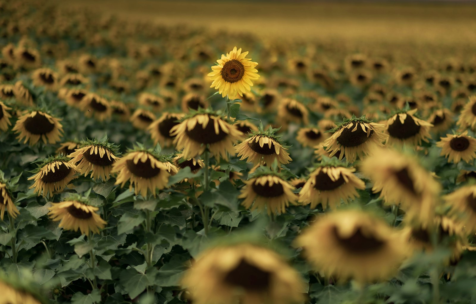 Nikon D5 + Nikon AF-S Nikkor 85mm F1.4G sample photo. Closeup photo of yellow photography