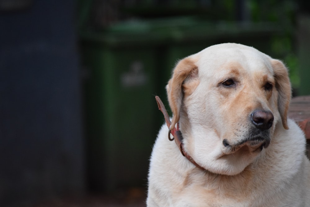 yellow Labrador retriever near garbage bins