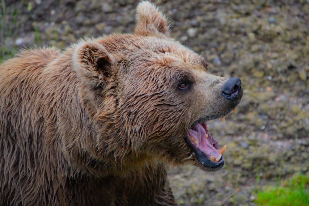grizzly bear roars at the forest