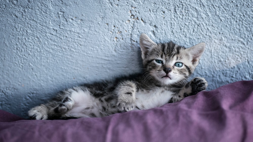 brown tabby kitten