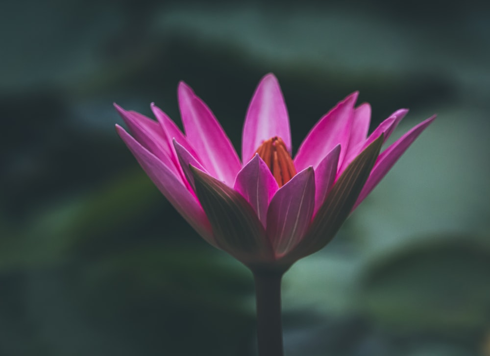 Foto de primer plano de flor de pétalos púrpura