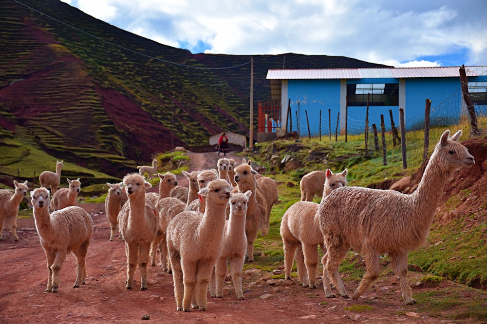 herd of llama