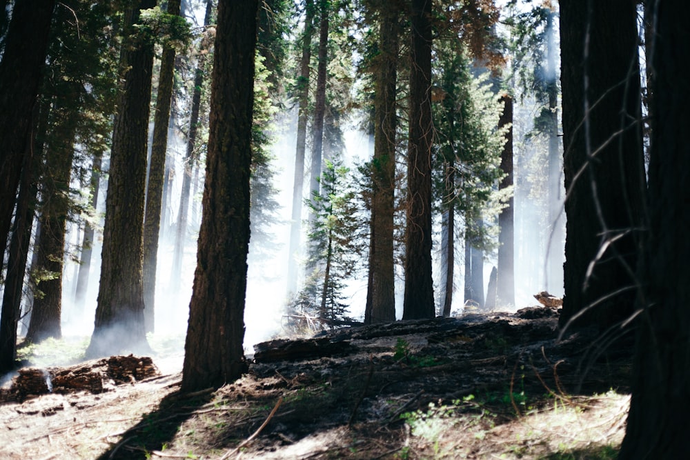 fumaça coberta de floresta