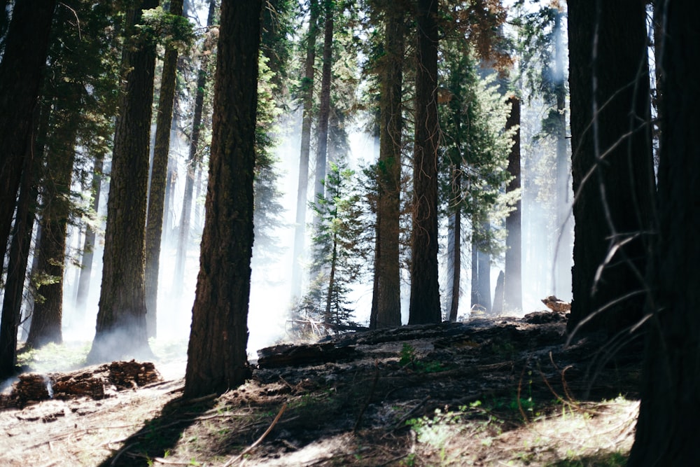 forest covered smoke