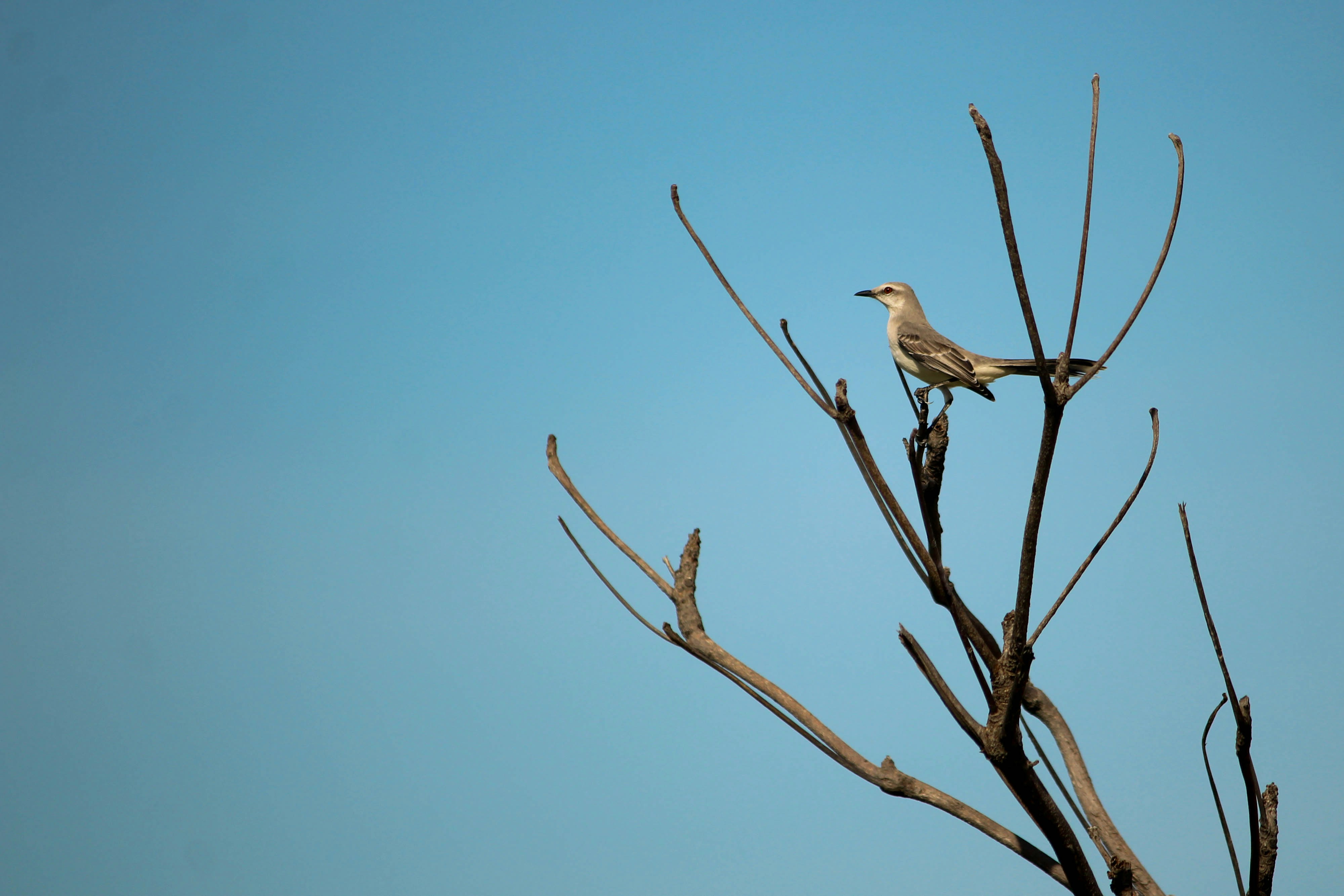 Photo by igorrodrigues