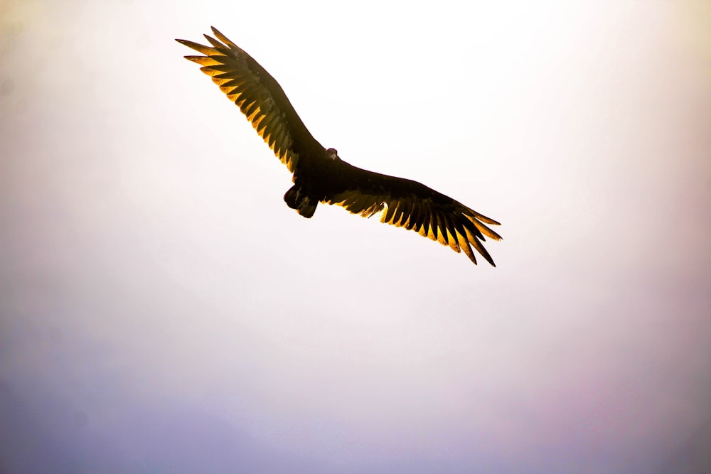 flying black and brown bird