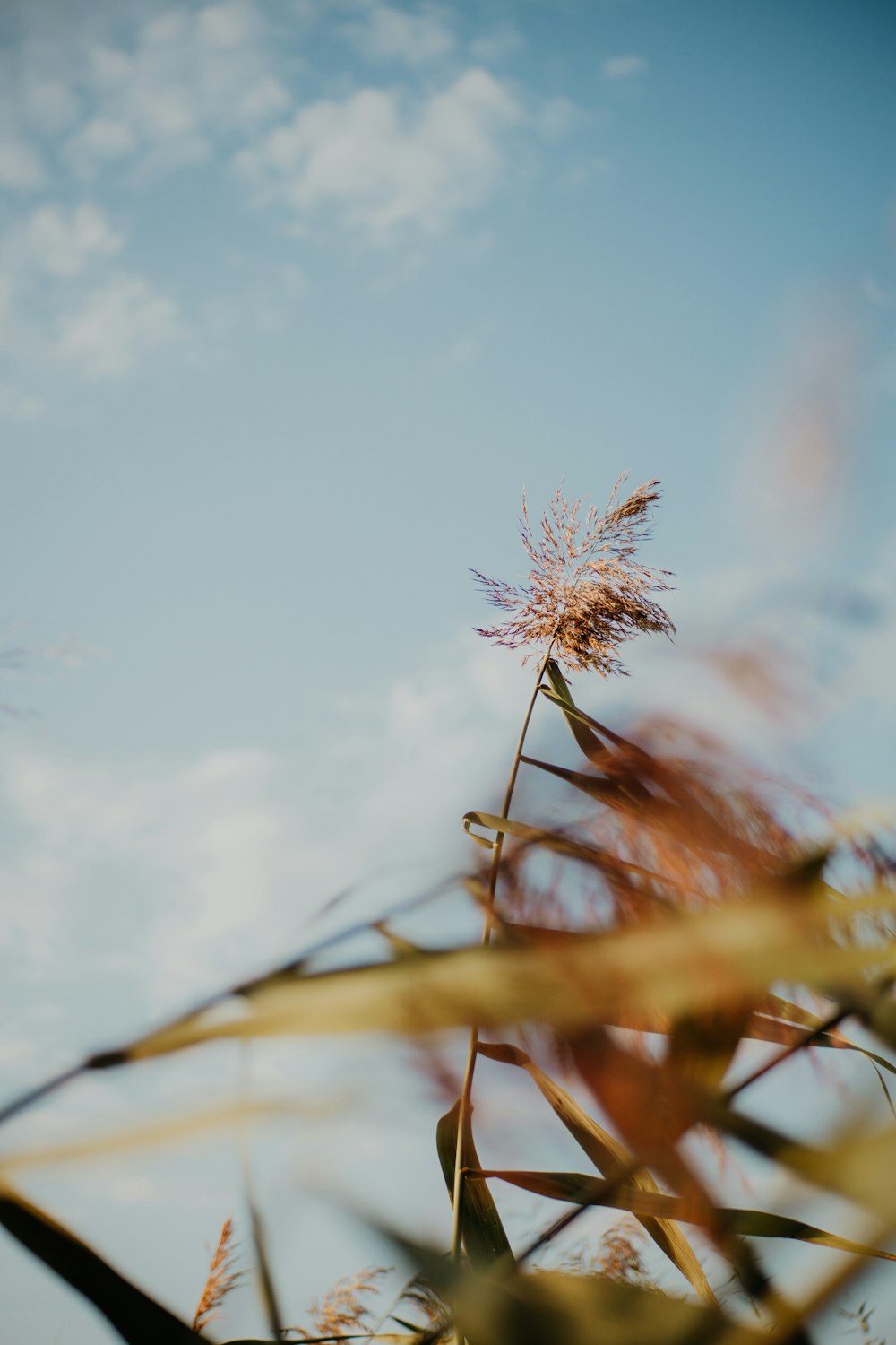 a close up of a plant with a sky in the background